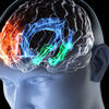 image of a head with multicolored brains